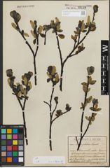 Foto von Salix glabra Scop.